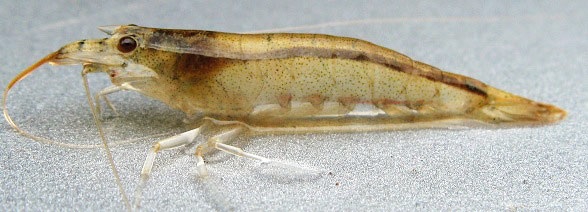 Caridina typus