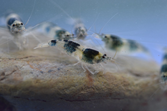 Caridina tricincta