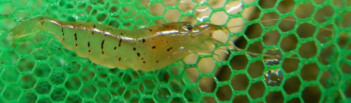 Caridina pacbo Caridina pacbo