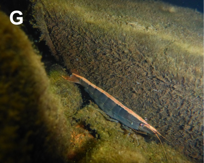 Australatya striolata Australatya striolata