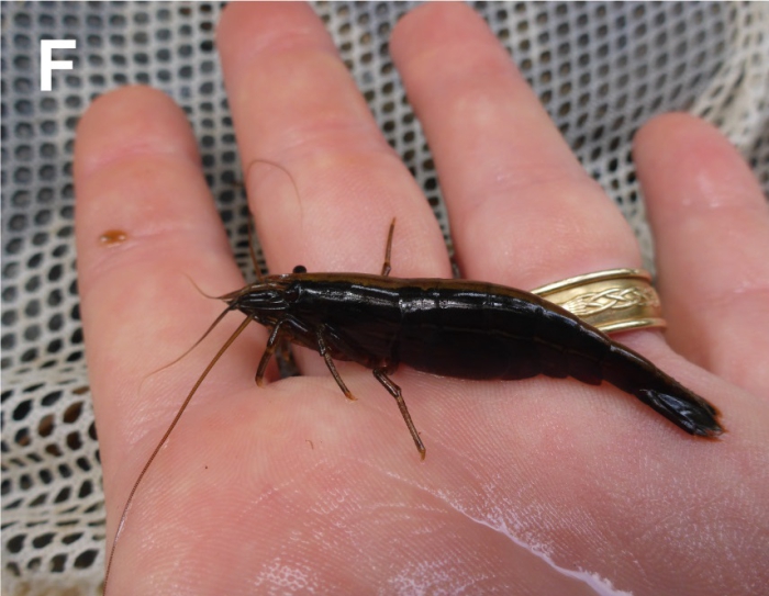 Australatya striolata Australatya striolata