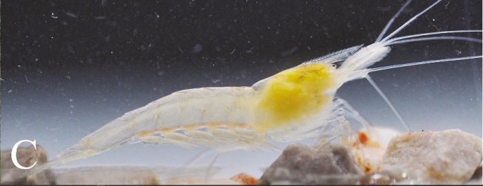 Caridina incolor Caridina incolor