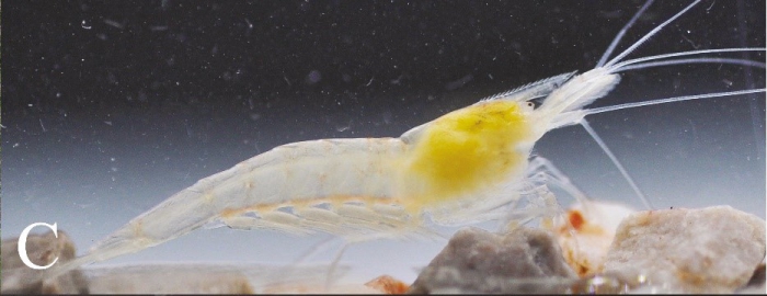 Caridina incolor