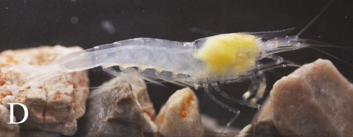 Caridina incolor