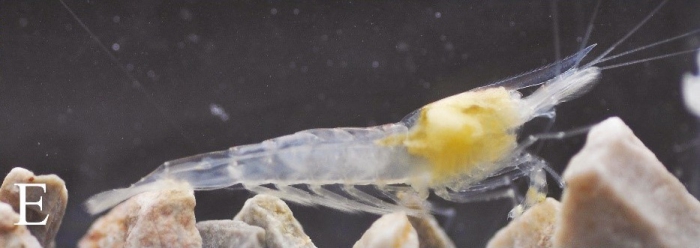 Caridina incolor