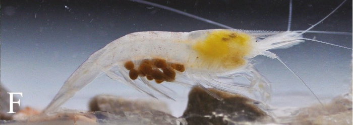 Caridina incolor