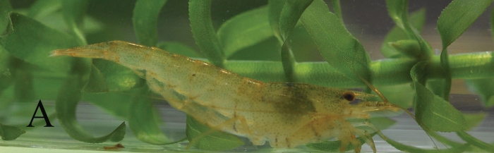 Neocaridina yueluensis Neocaridina yueluensis