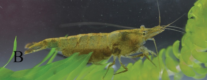 Neocaridina palmata Neocaridina palmata