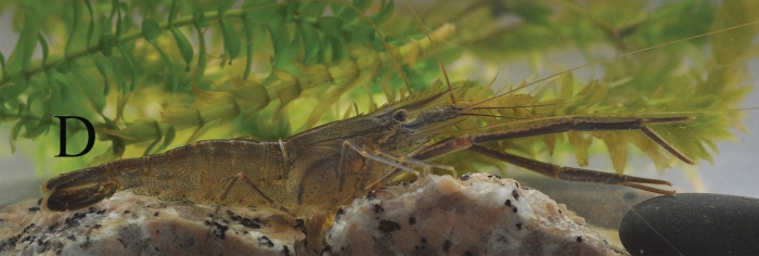 Macrobrachium nipponense Macrobrachium nipponense