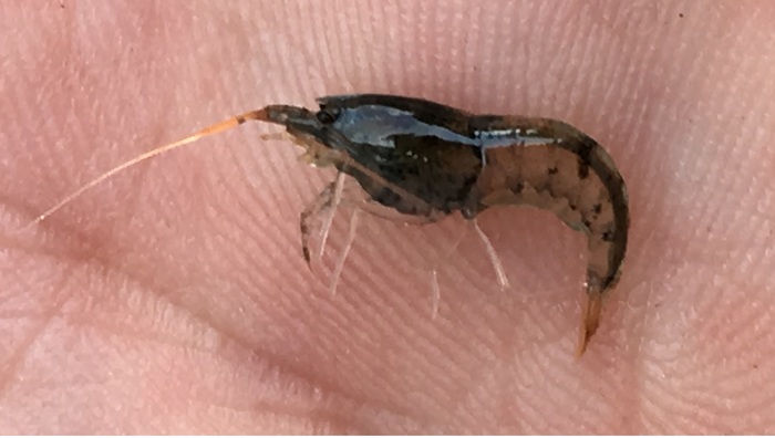 Caridina serrata Caridina serrata