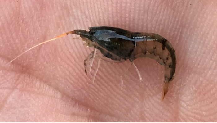 Caridina serrata