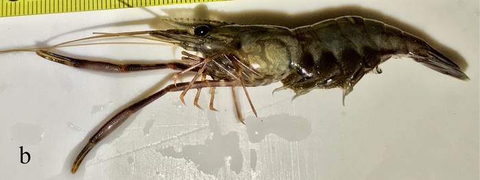Macrobrachium dongaoensis Macrobrachium dongaoensis