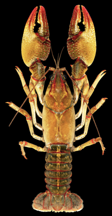 Lacunicambarus dalyae