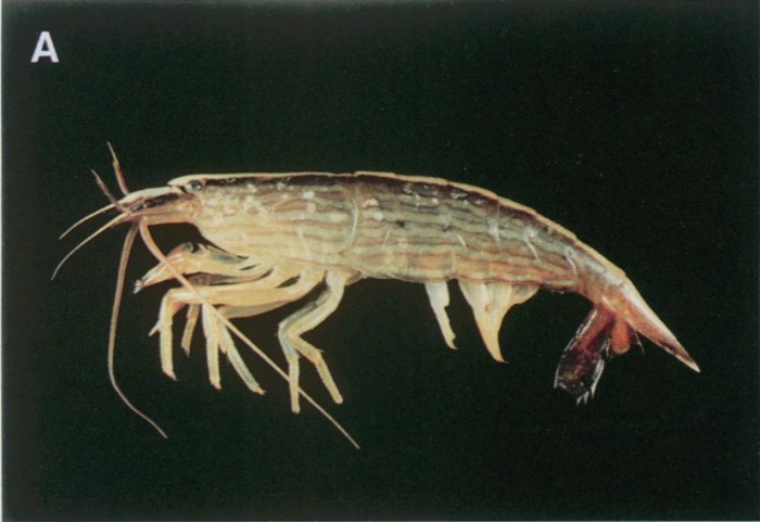 Atyopsis spinipes