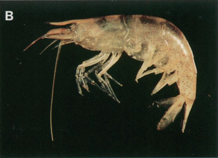 Caridina villadolidi Caridina villadolidi