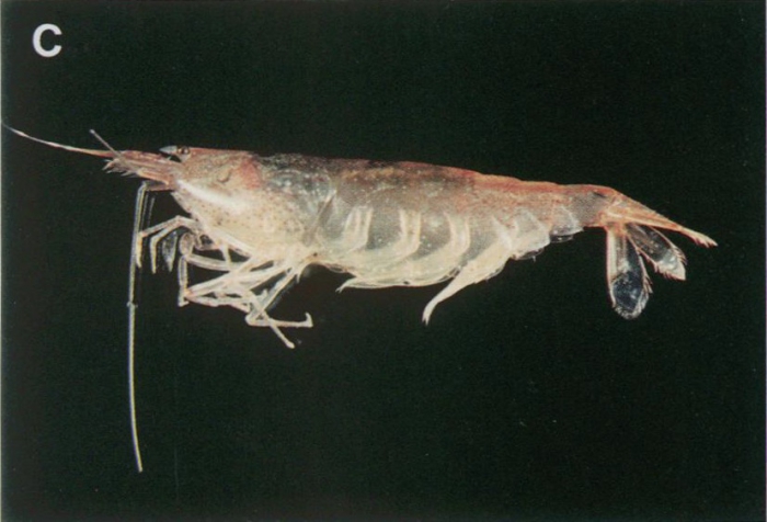 Caridina typus