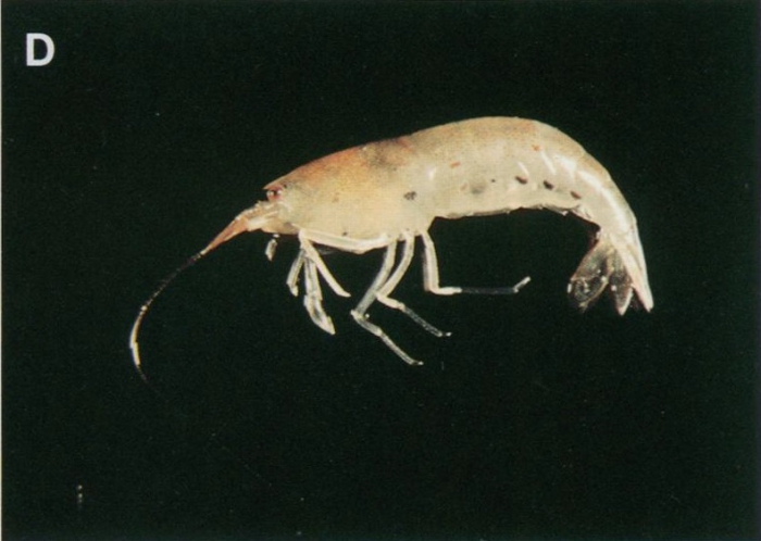Caridina formosae Caridina formosae