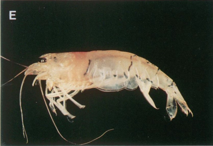 Caridina fasciata Caridina fasciata