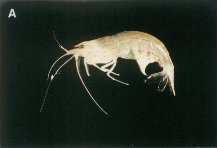 Caridina japonica Caridina japonica