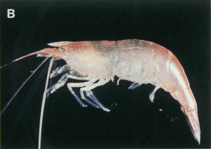 Caridina weberi Caridina weberi