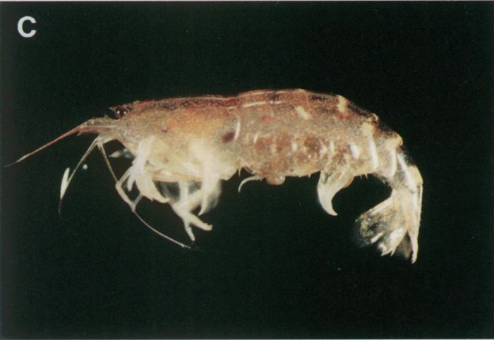 "Caridina serrata" "Caridina serrata"