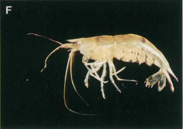 "Neocaridina denticulata" "Neocaridina denticulata"