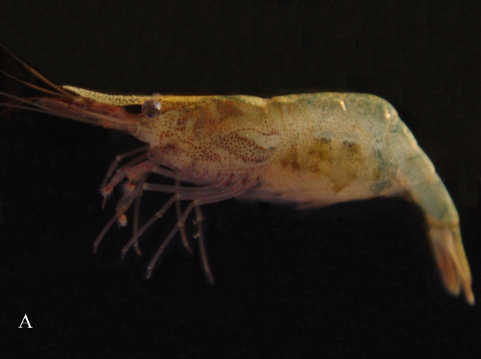 Dugastella valentina Dugastella valentina