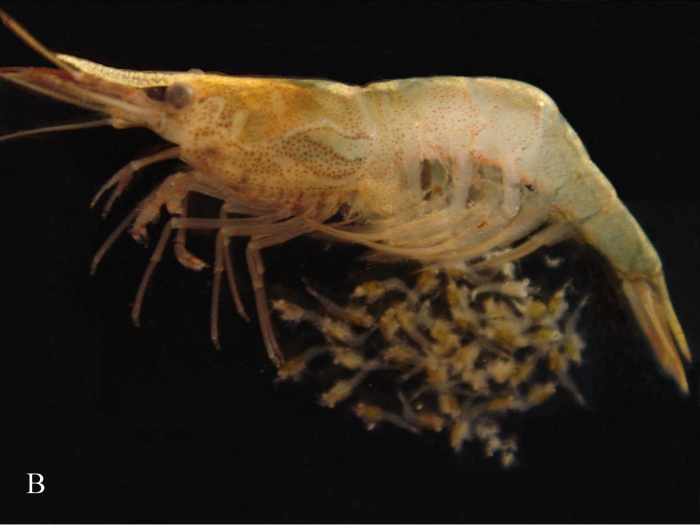 Dugastella valentina Dugastella valentina