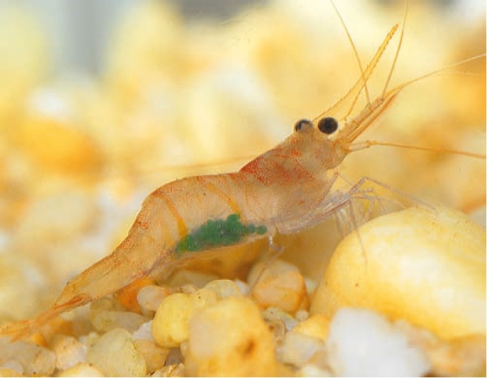 Caridina profundicola Caridina profundicola