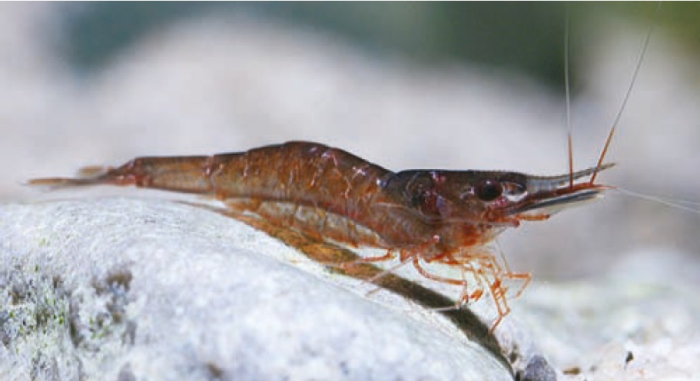 Caridina lingkonae Caridina lingkonae