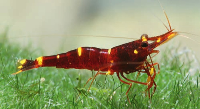 Caridina spinata