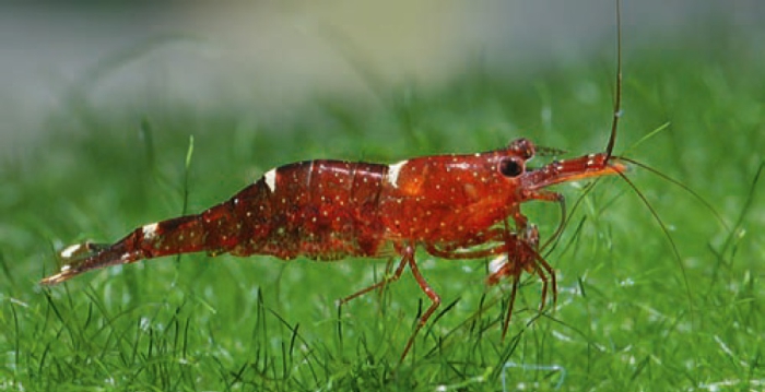 Caridina loehae