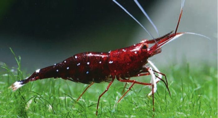 Caridina dennerli Caridina dennerli