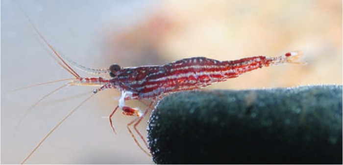 Caridina striata