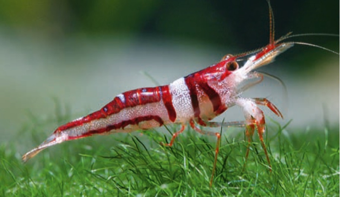 Caridina woltereckae Caridina woltereckae