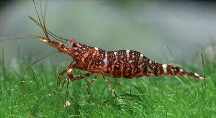 Caridina glaubrechti Caridina glaubrechti