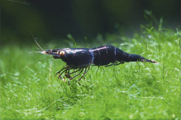 Caridina holthuisi Caridina holthuisi