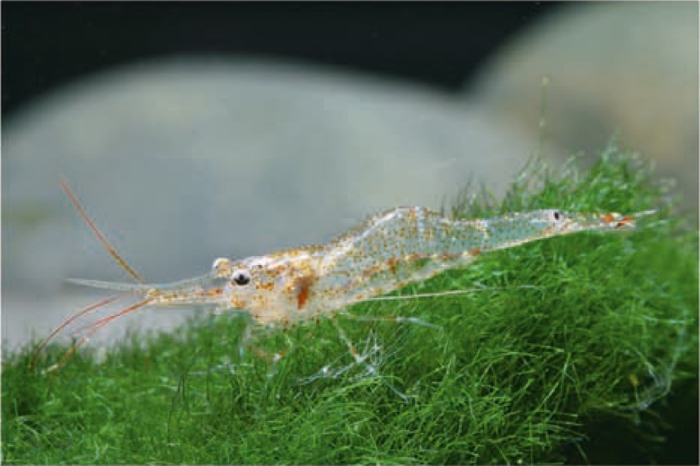 Caridina ensifera Caridina ensifera