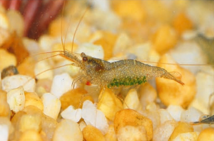 Caridina longidigita