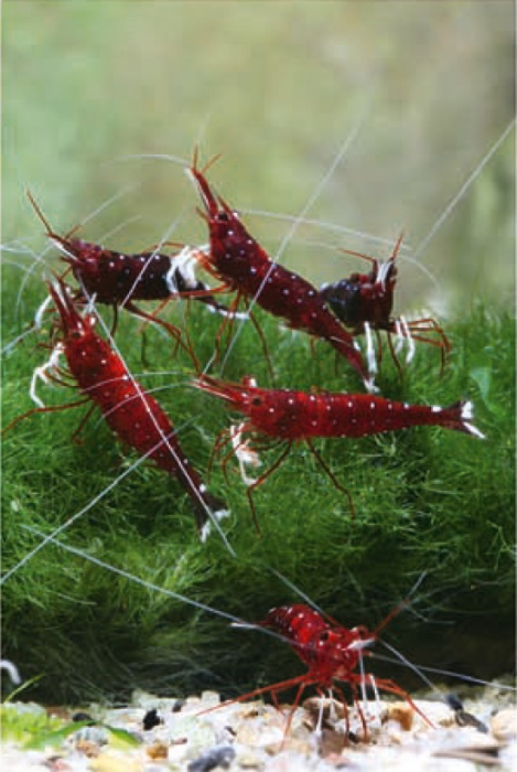 Caridina dennerli Caridina dennerli