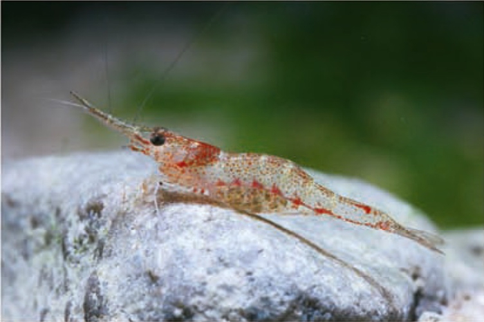 Caridina lanceolata