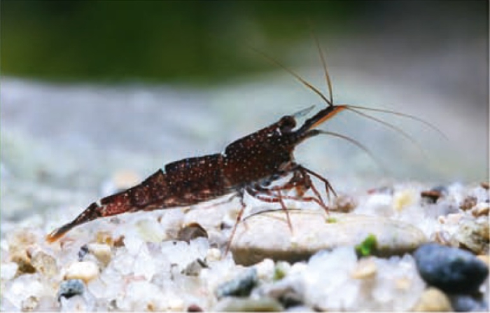 Caridina loehae Caridina loehae