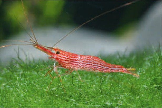 Caridina striata