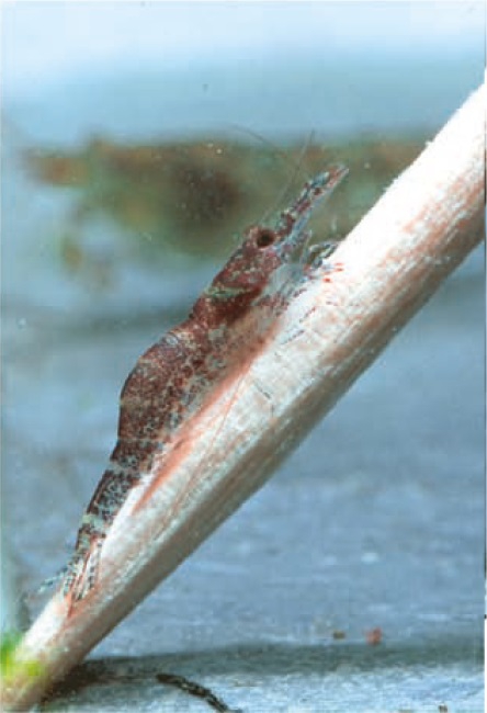 Caridina tenuirostris