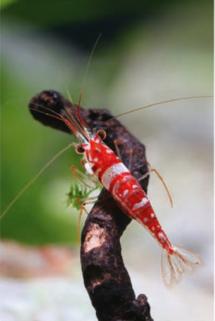 Caridina woltereckae Caridina woltereckae