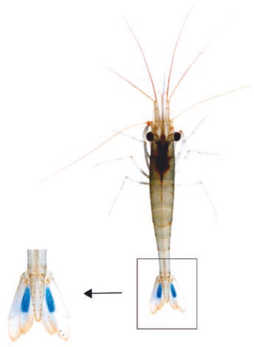 Caridina caerulea Caridina caerulea