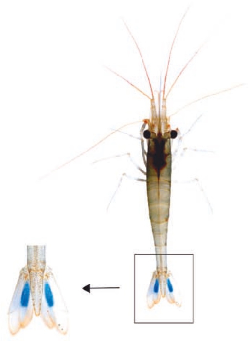 Caridina caerulea