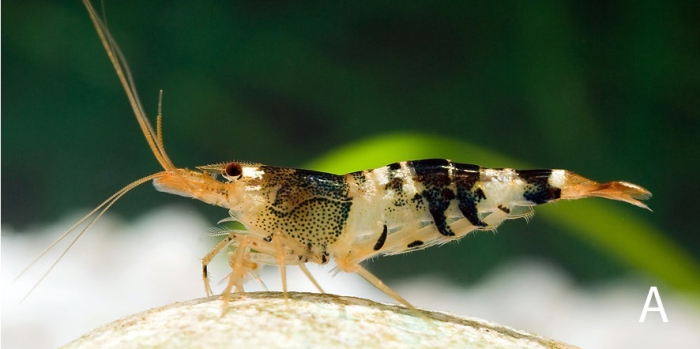 Caridina logemanni Caridina logemanni