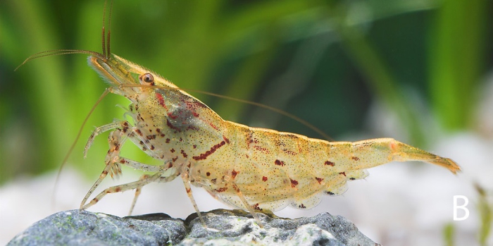 Caridina cantonensis