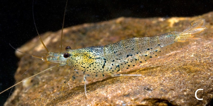 Caridina cantonensis Caridina cantonensis